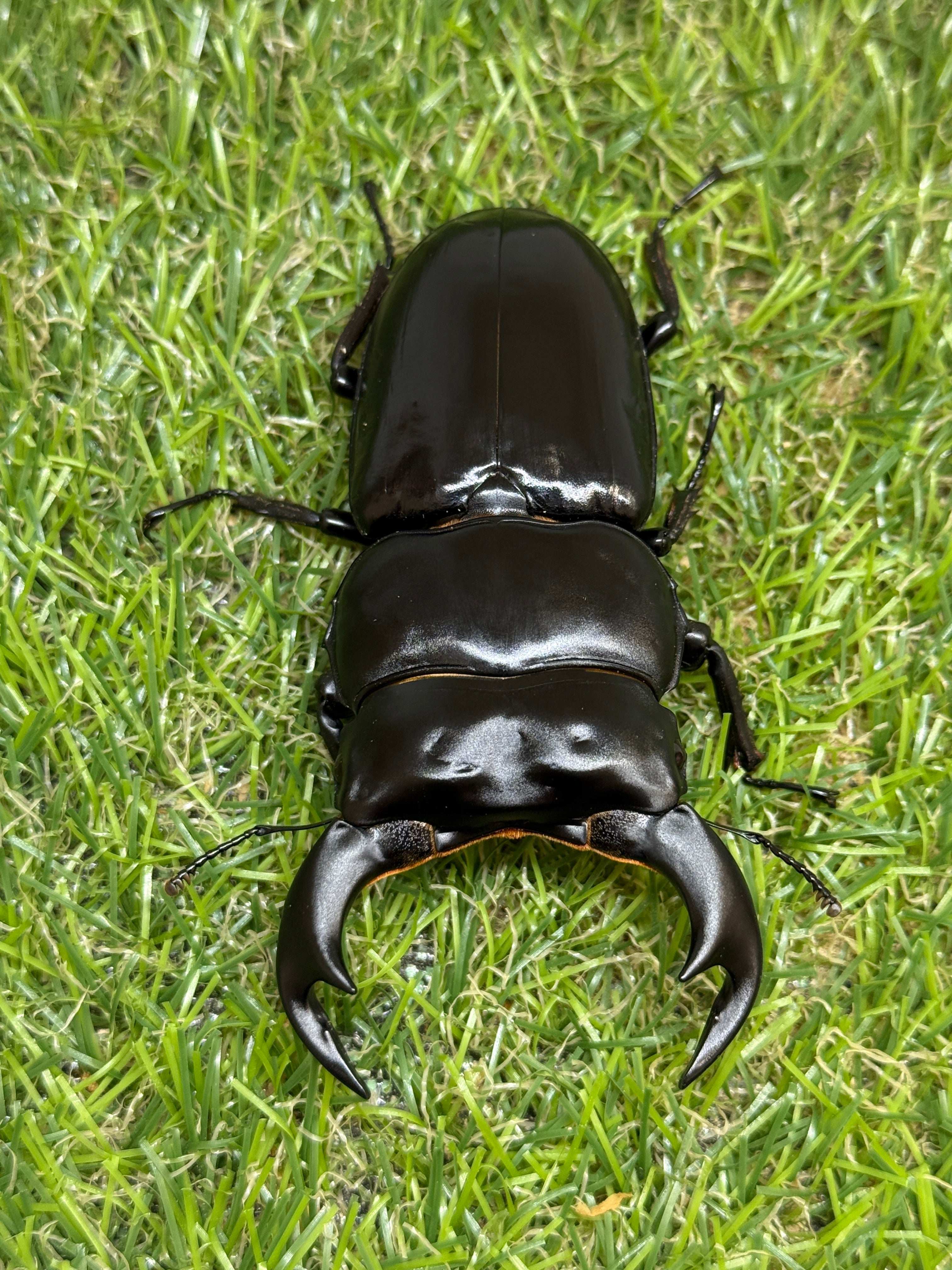 インドアンタエウスオオクワガタ(ガントク) ♂84mm成虫ペア – 昆虫