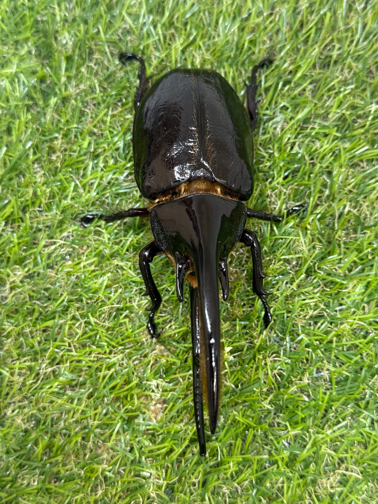 ネプチューンオオカブト　♂115mm成虫ペア