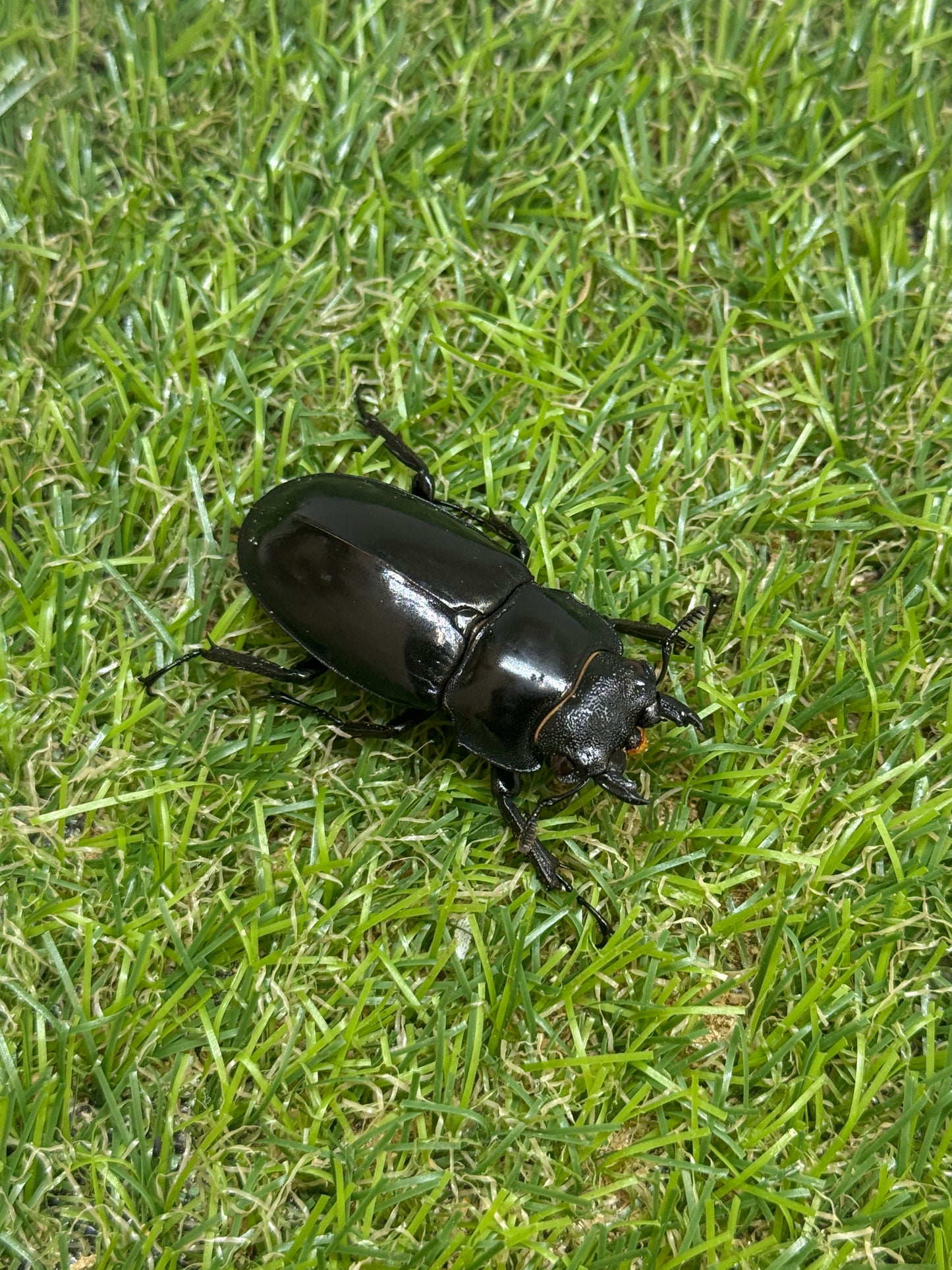 パリーフタマタクワガタ(セアカフタマタクワガタ)　♂82.5mm成虫ペア