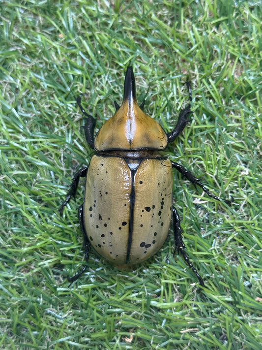 ティティウスシロカブト　♂59mm成虫ペア