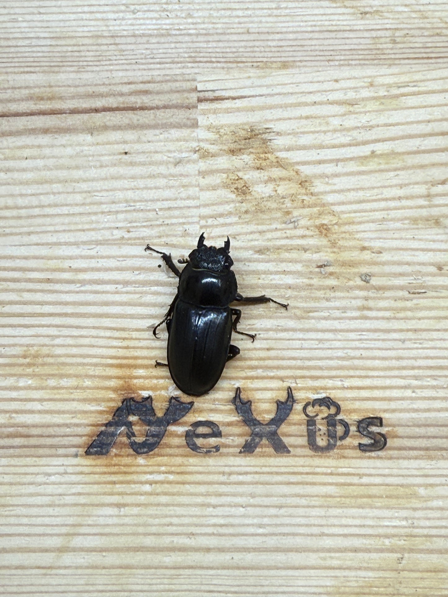 アマミシカクワガタ　♀freeサイズ単品