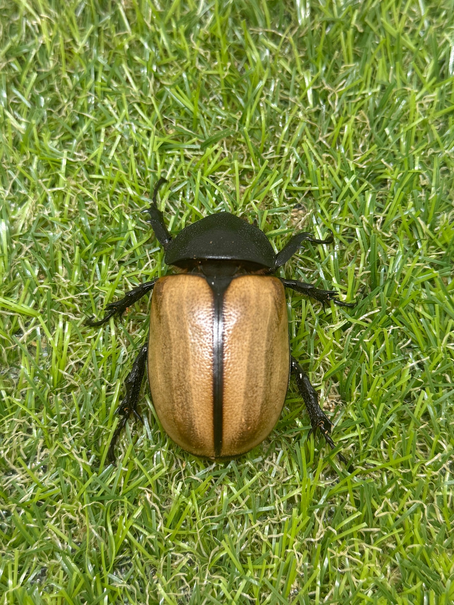 ゴホンヅノカブトWD　♂77.5mm成虫ペア