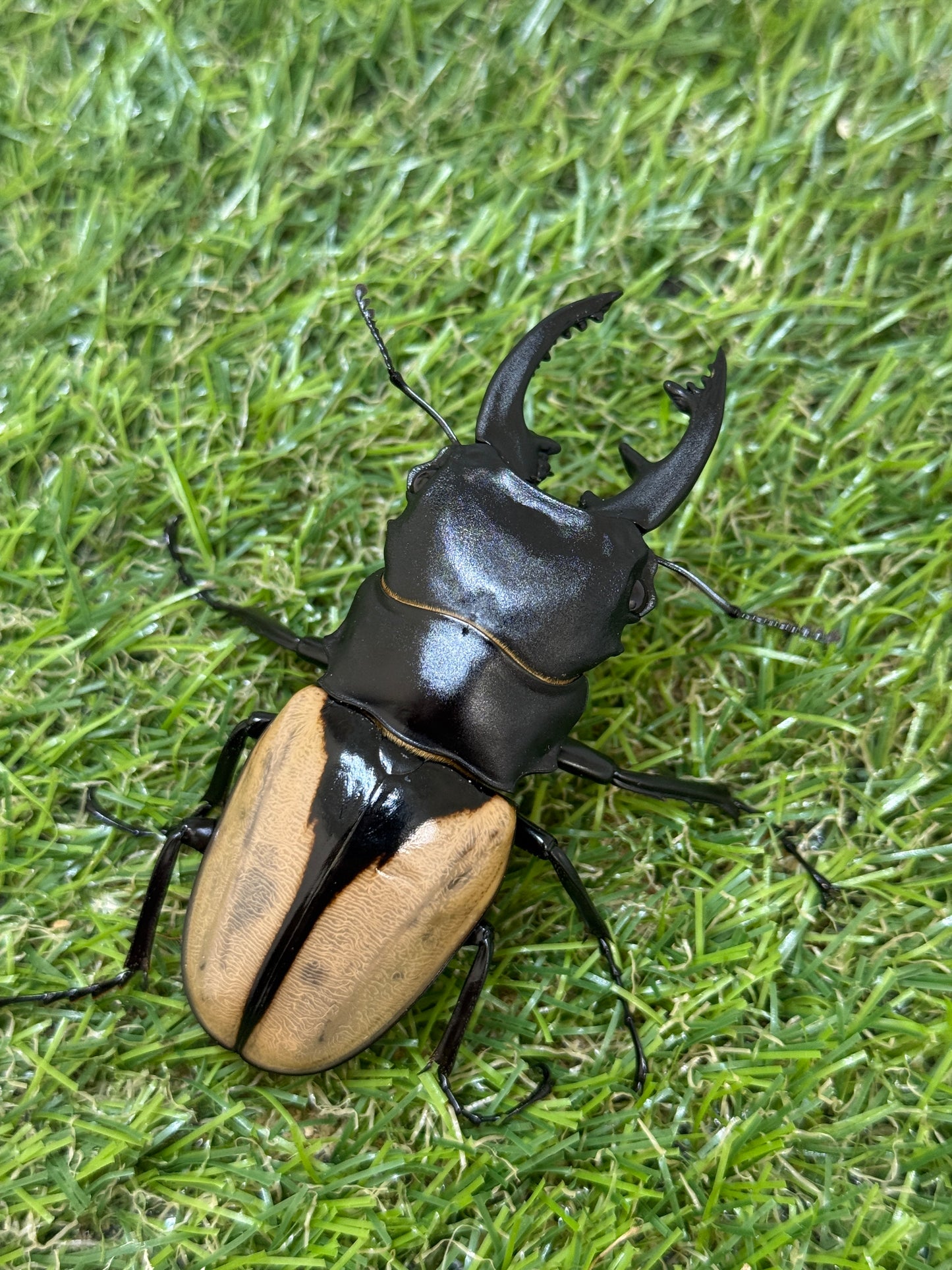 ブルマイスターツヤクワガタ　♂80.9mm成虫ペア