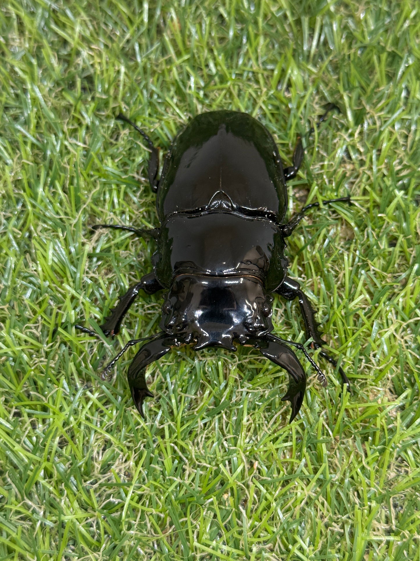 タランドゥスオオツヤクワガタ　♂78mm成虫ペア