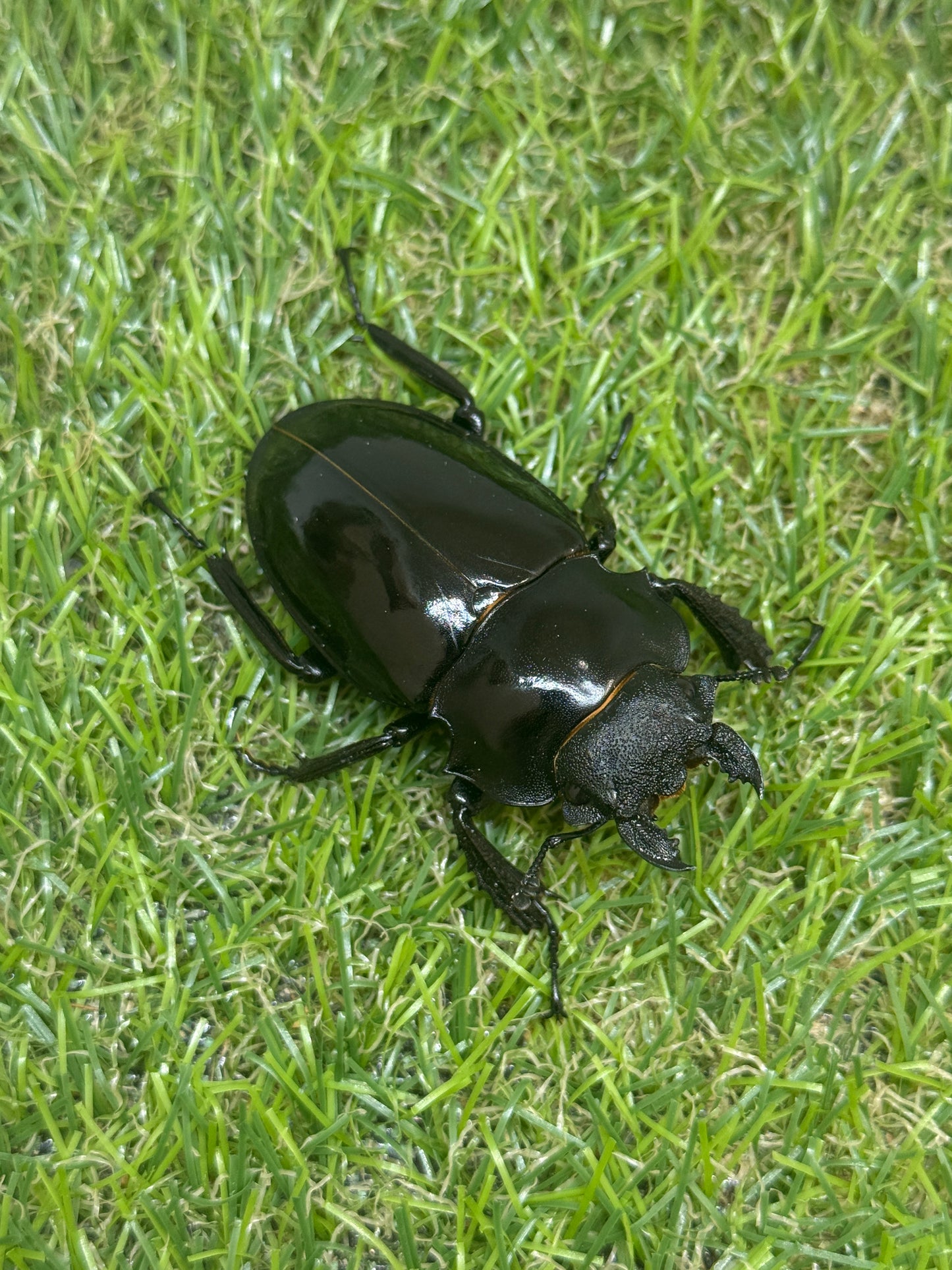 インターメディアツヤクワガタ　♂85mm成虫ペア