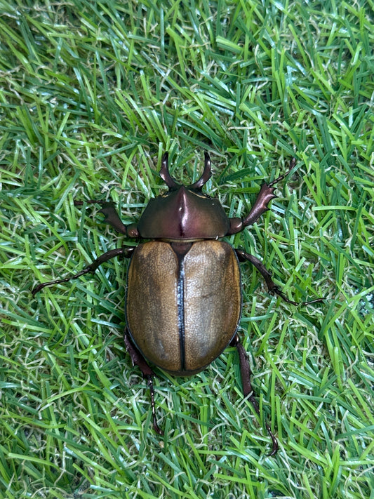 マルガリータヒナカブト　♂freeサイズ成虫ペア