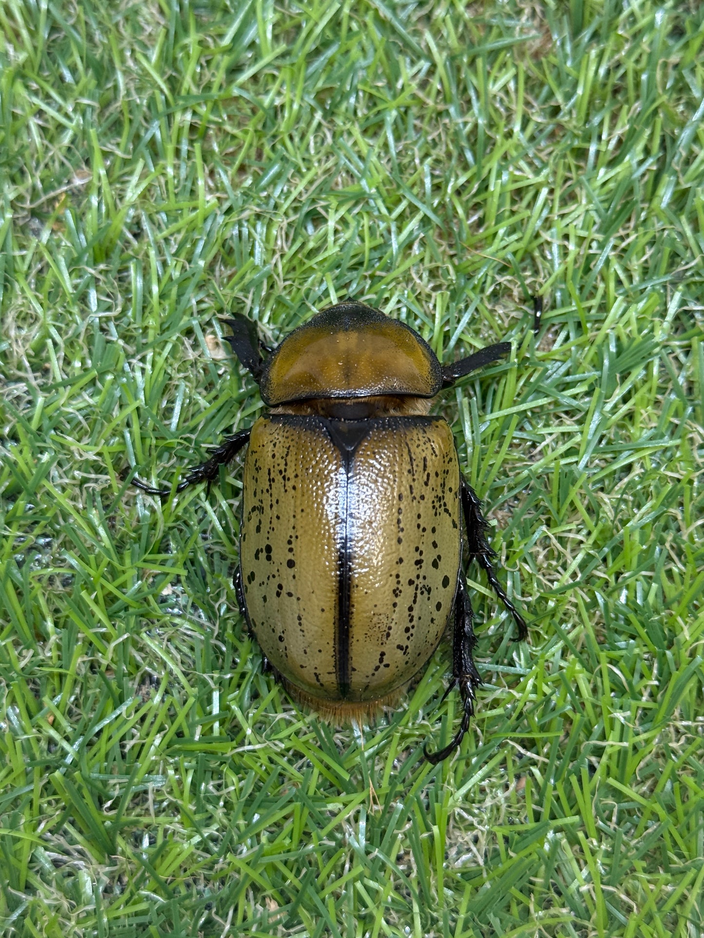 ティティウスシロカブト　♂64mm成虫ペア