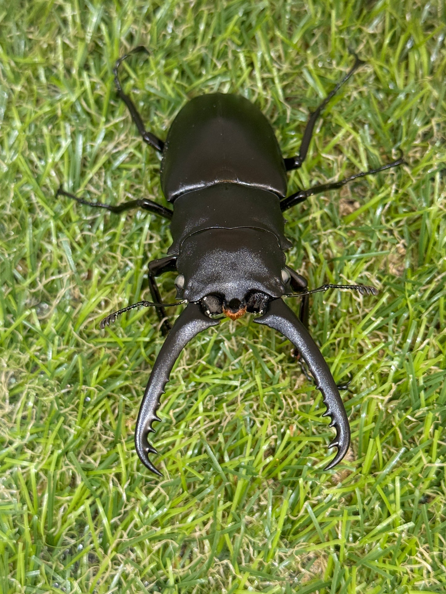 ギラファノコギリクワガタ(ホワイトアイ血統) ♂81.5mm成虫ペア