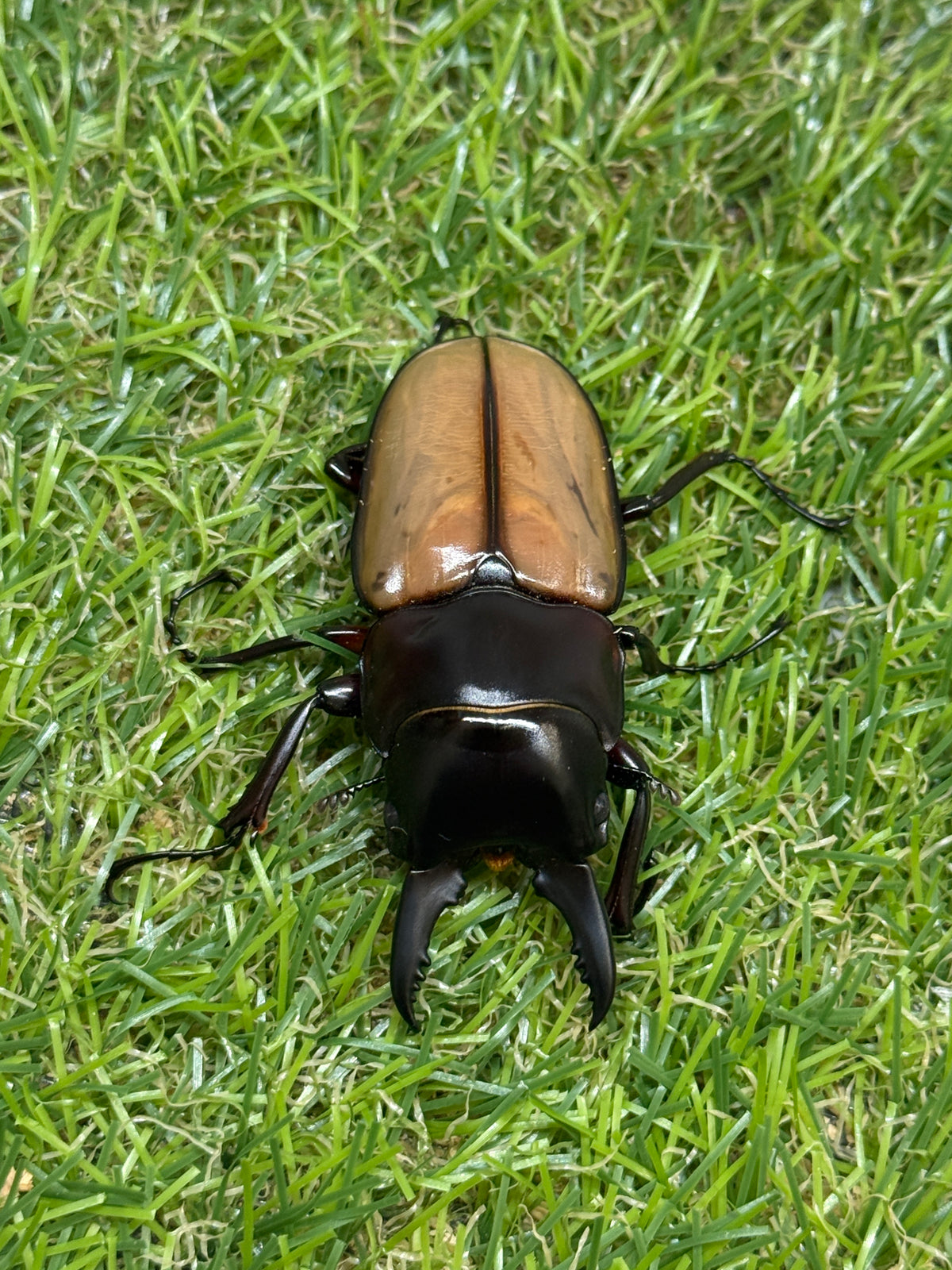 ラフェルトノコギリクワガタ　♂58.8mm成虫ペア