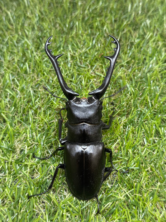 ギラファノコギリクワガタ　ケイスケ　♂94mm成虫ペア