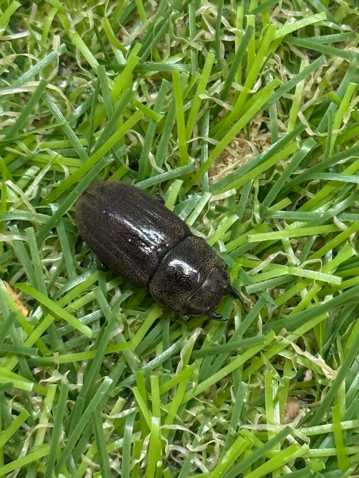 ヒメヒラタクワガタ　♂freeサイズ成虫ペア
