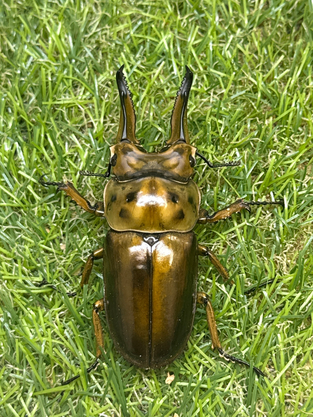 ババオウゴンオニクワガタ　♂74.7mm成虫ペア