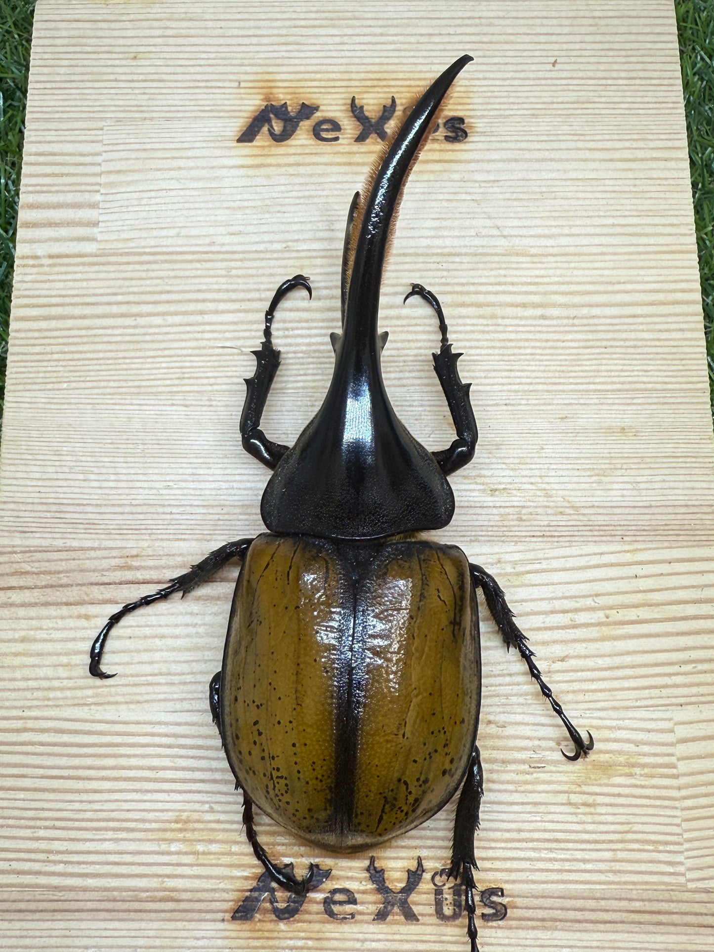 DH･エクアトリアヌス　♂121mm単品