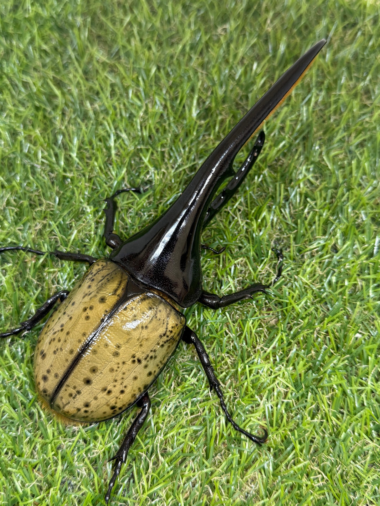 DH･ヘラクレス　♂151mm成虫ペア