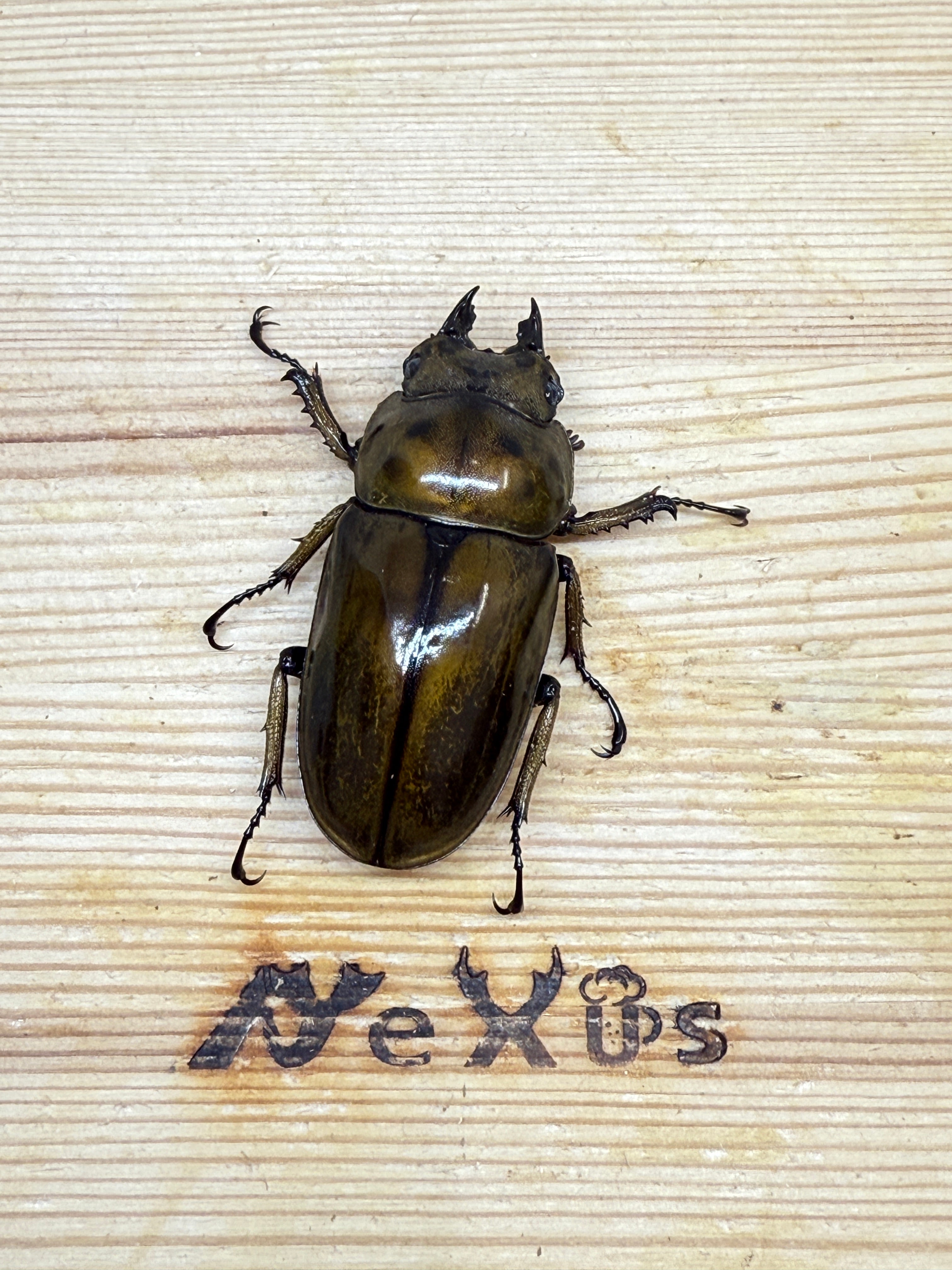 ババオウゴンオニクワガタ ♀50mm単品 – 昆虫ショップNexus