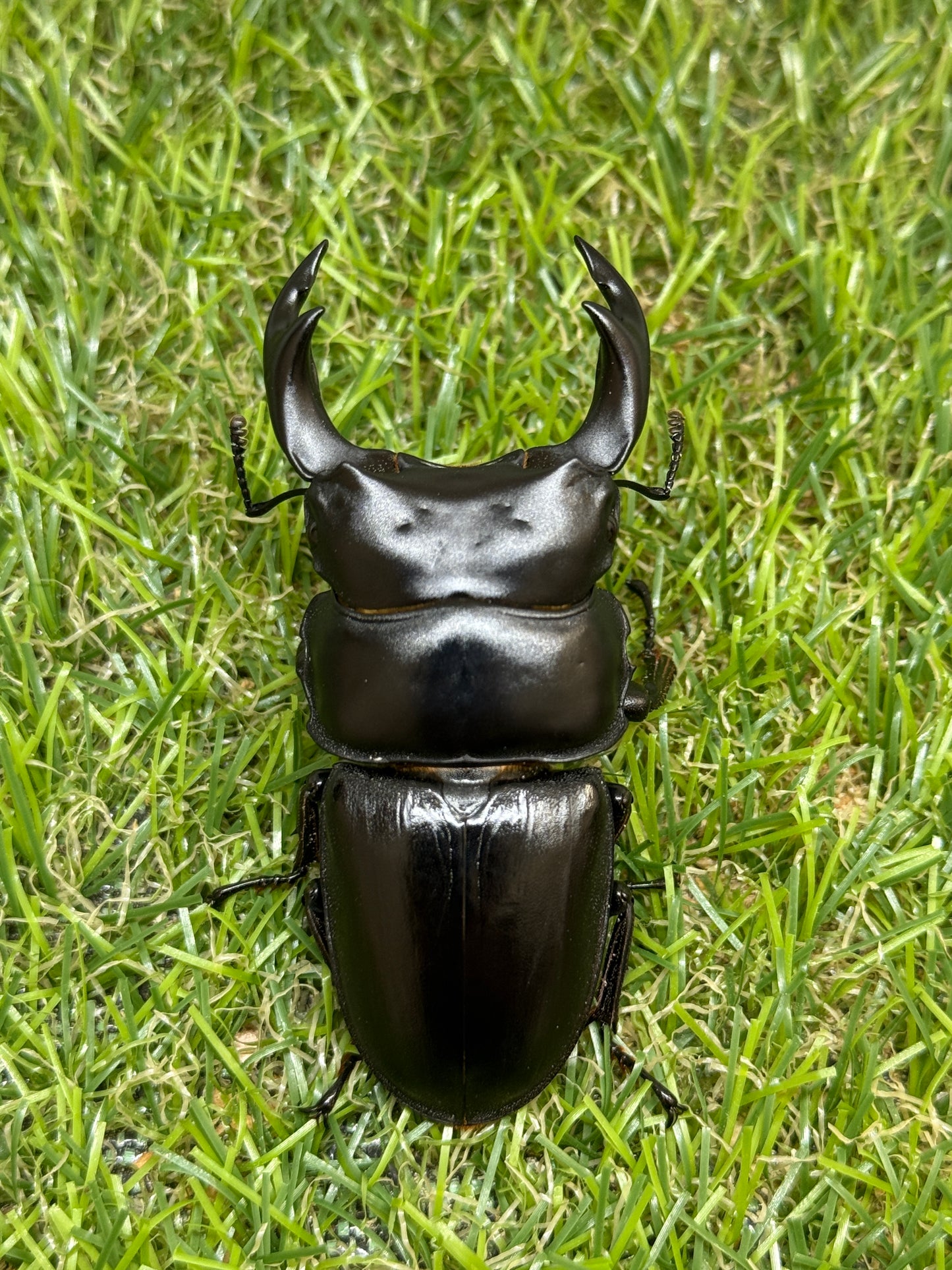 オオクワガタ　肝川　♂67.5mm成虫ペア