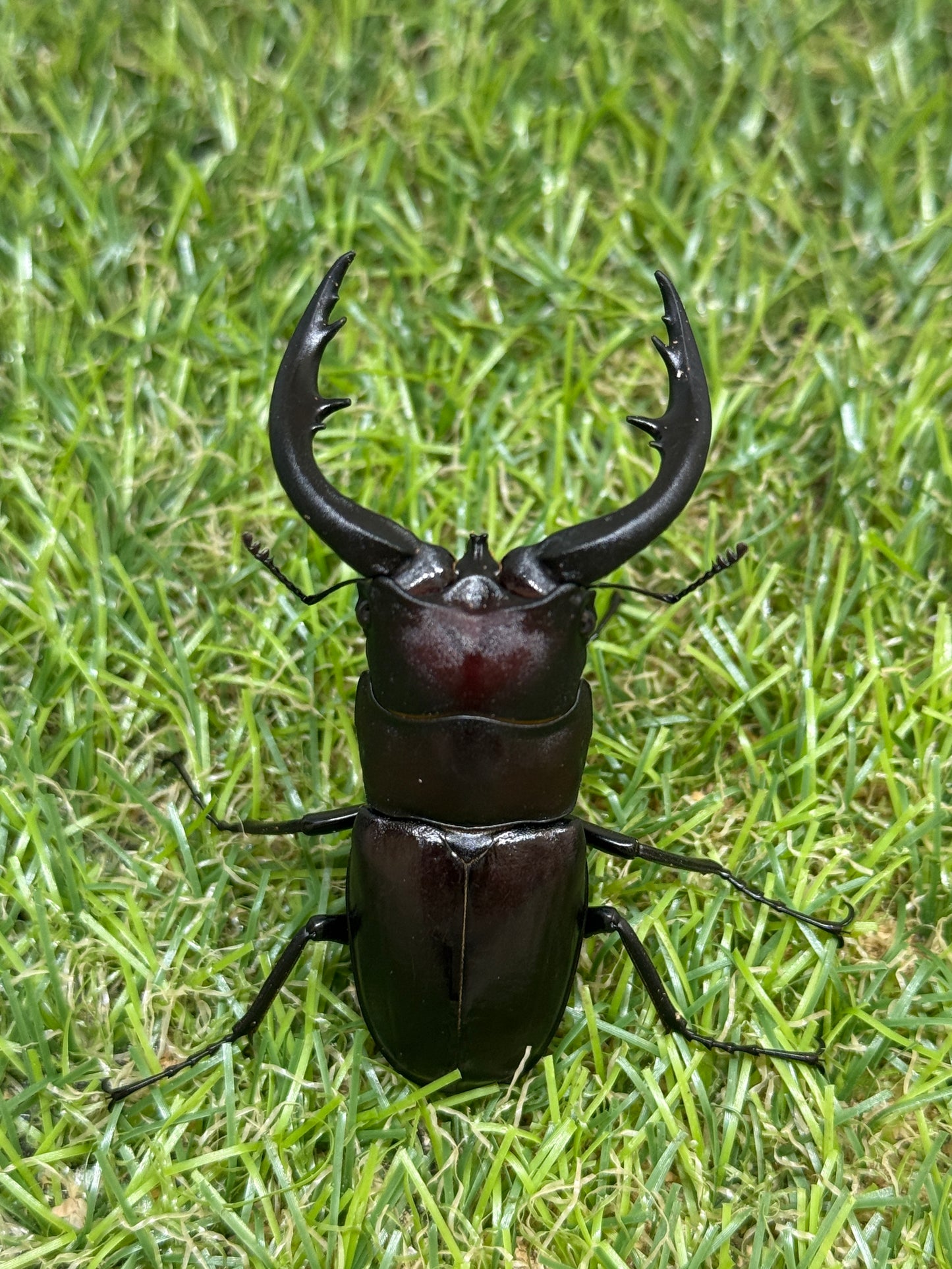 アマミノコギリクワガタ ♂65.8mm成虫ペア