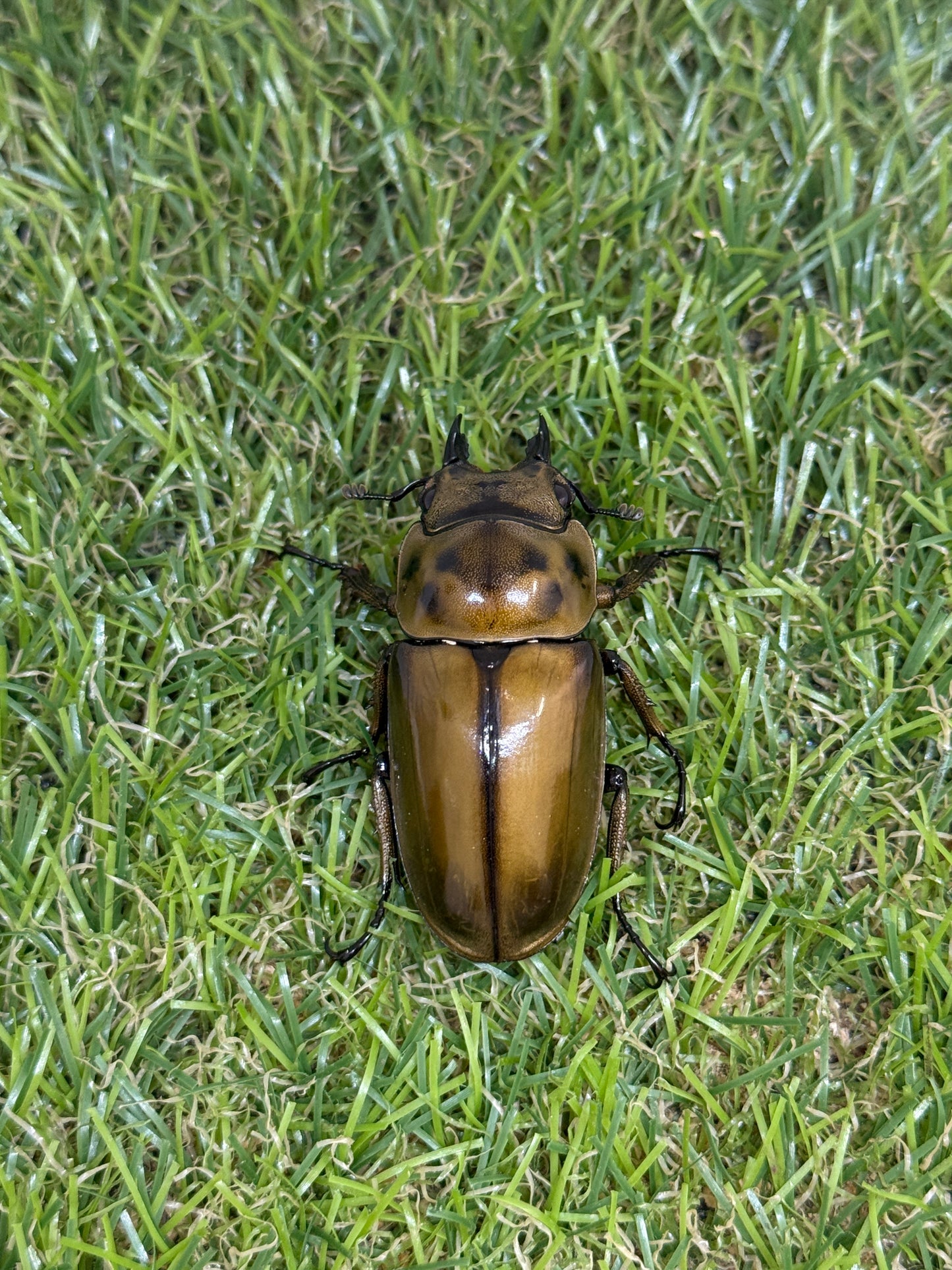 ババオウゴンオニクワガタ　♂69mm成虫ペア