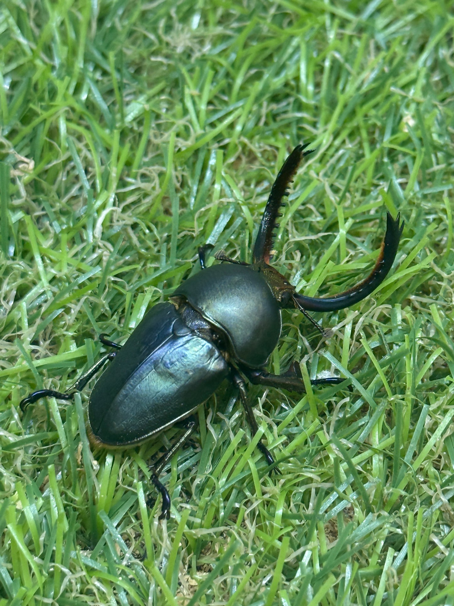 パプアキンイロクワガタ　♂37mm成虫ペア