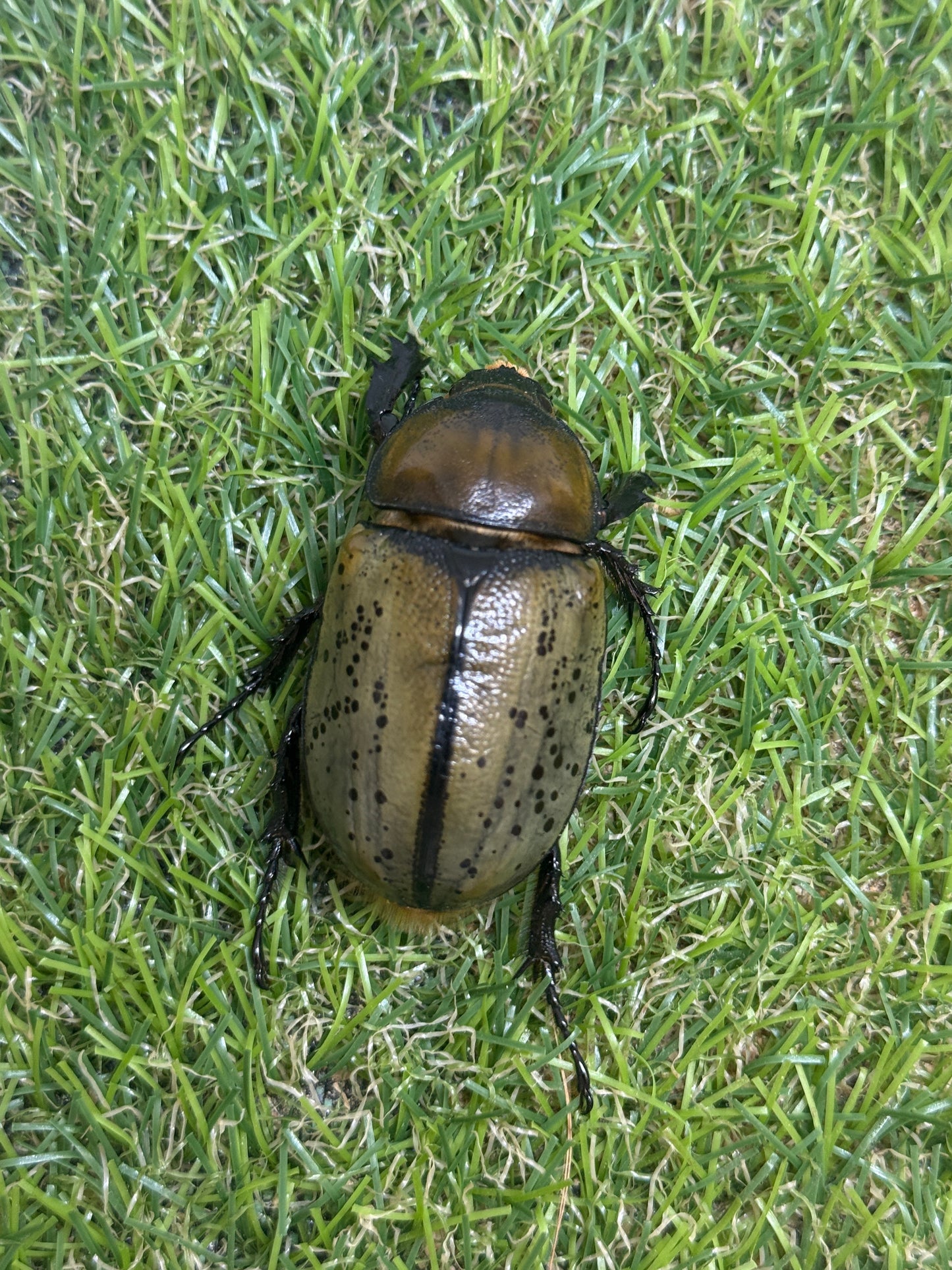 ティティウスシロカブト　♂64mm成虫ペア