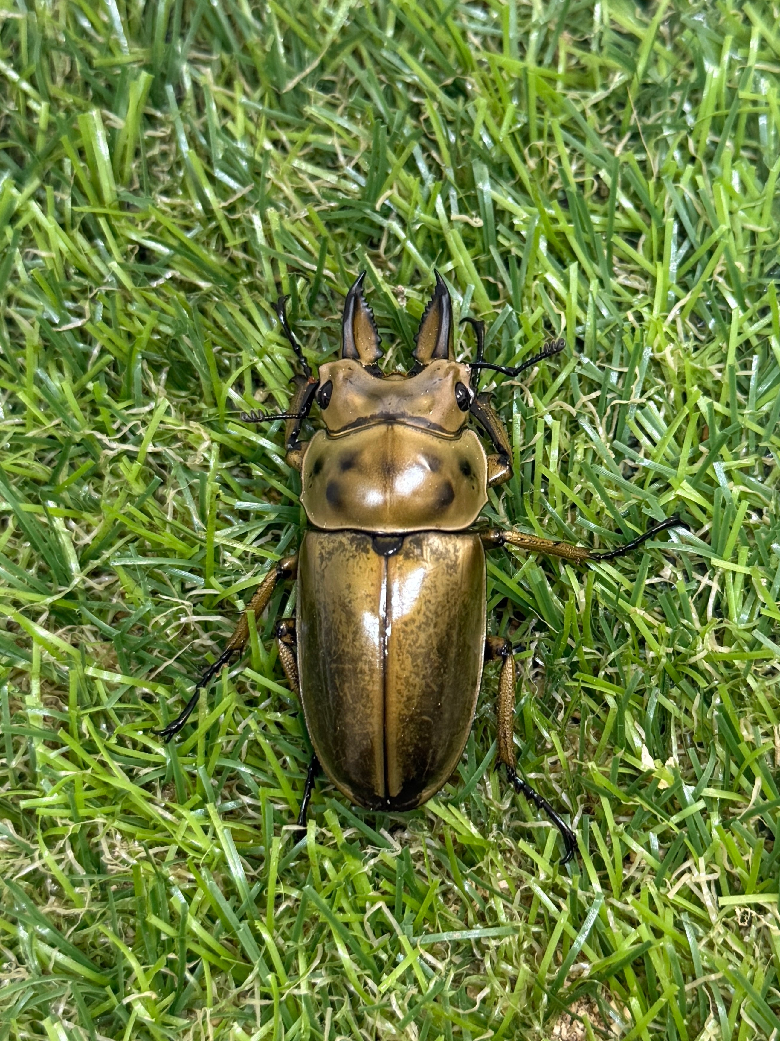オウゴンオニクワガタ – 昆虫ショップNexus
