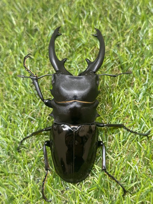 インターメディアツヤクワガタ　♂93.6mm成虫ペア