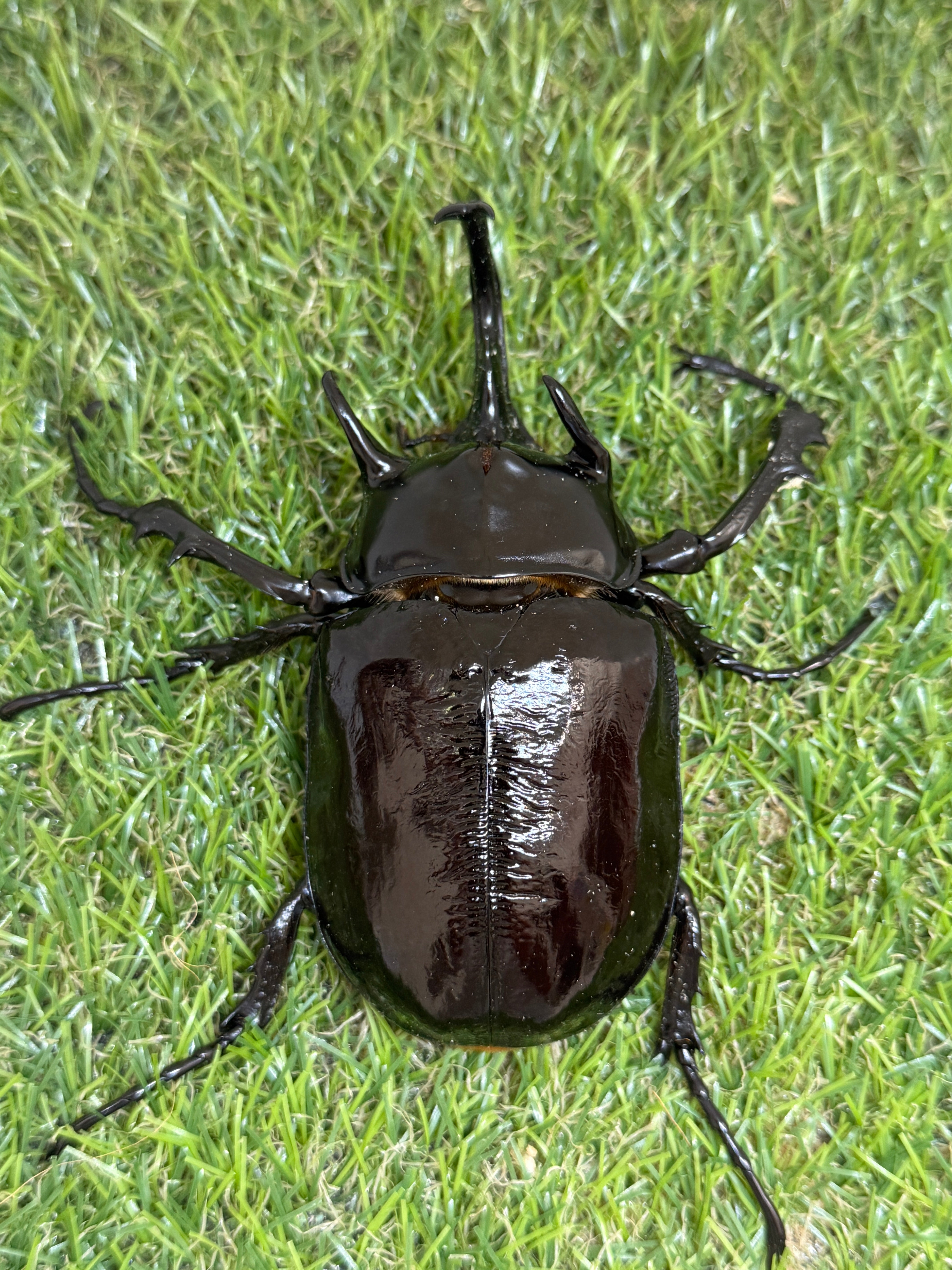 マルスゾウカブト ♂106mm成虫ペア – 昆虫ショップNexus