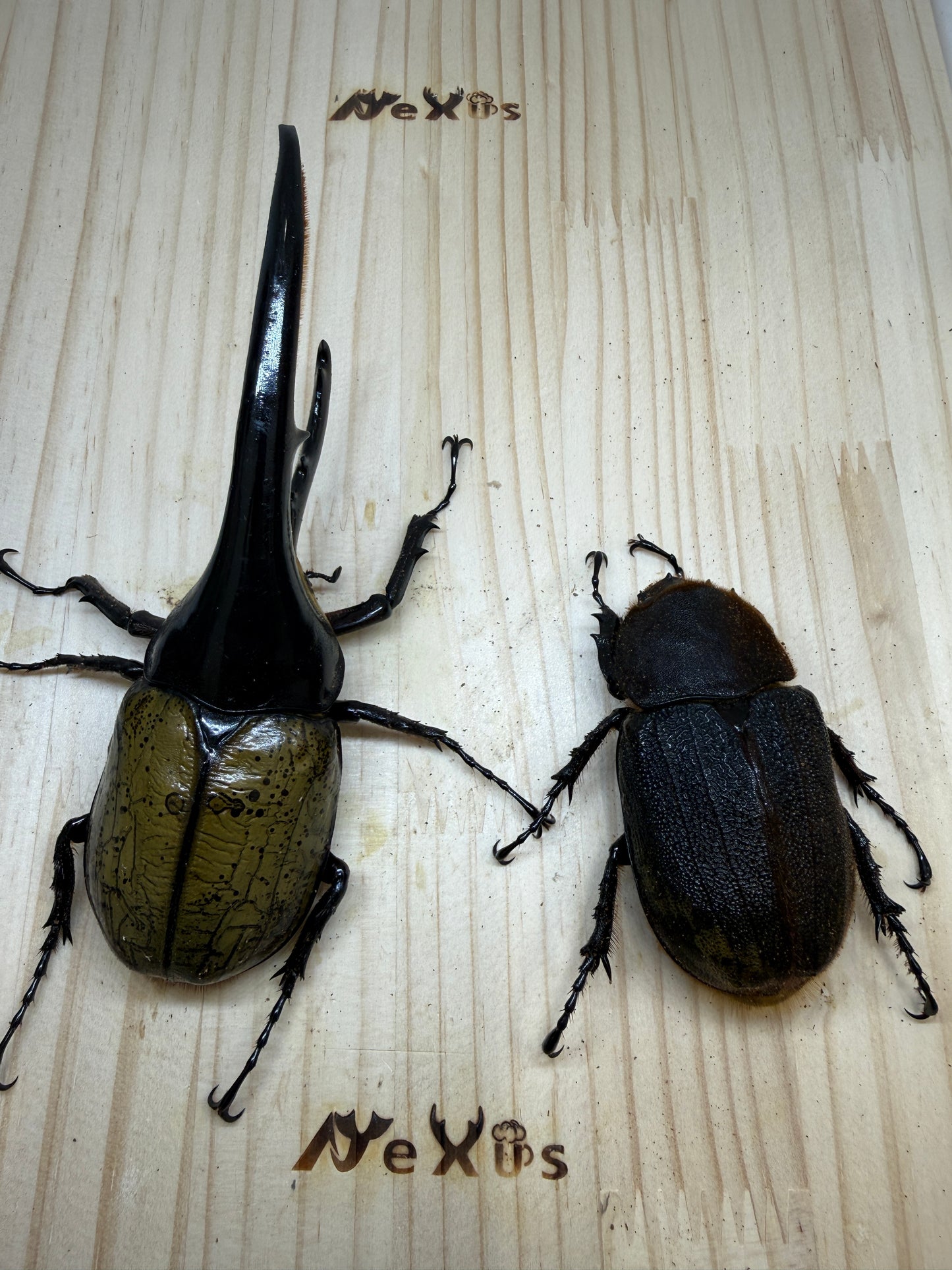 DH･ヘラクレス　♂143mm成虫ペア