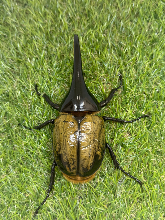 DH･ヘラクレス　♂108mm単品