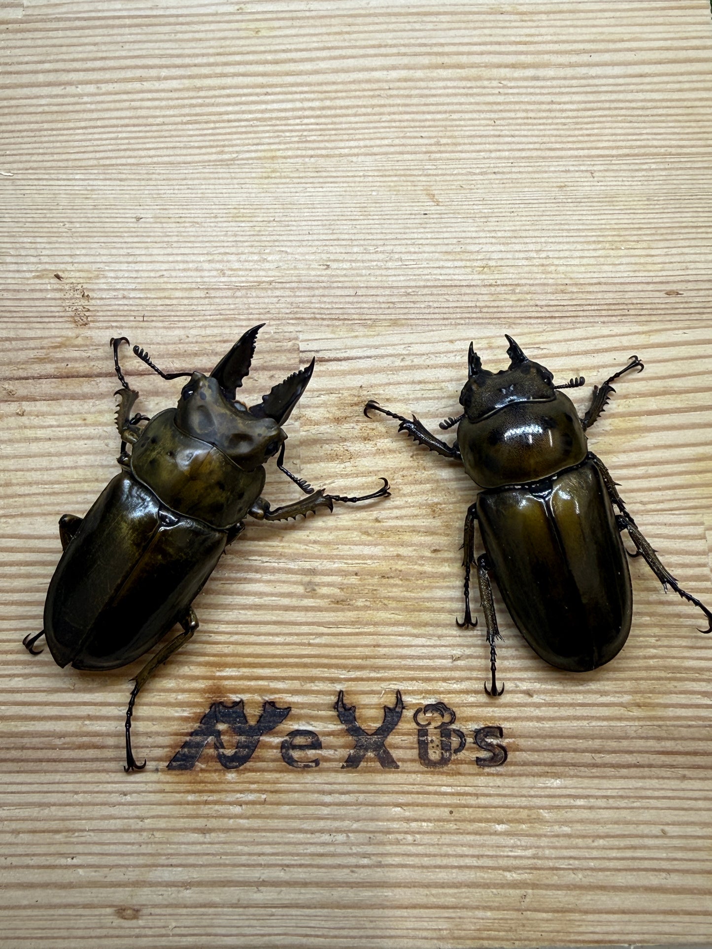 ババオウゴンオニクワガタ　♂52mm成虫ペア