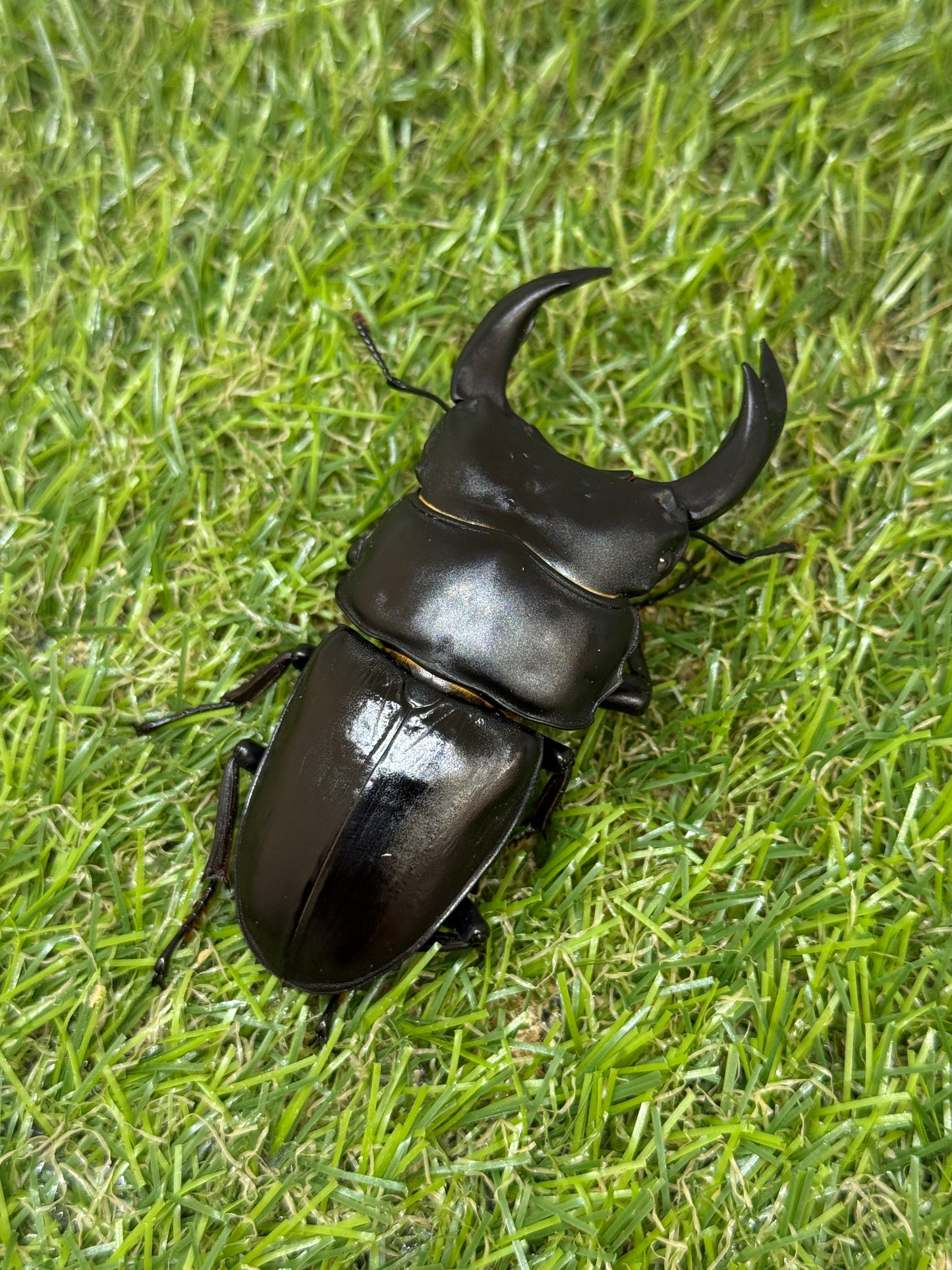 オオクワガタ　奈良輪川西　♂77.8mm成虫ペア