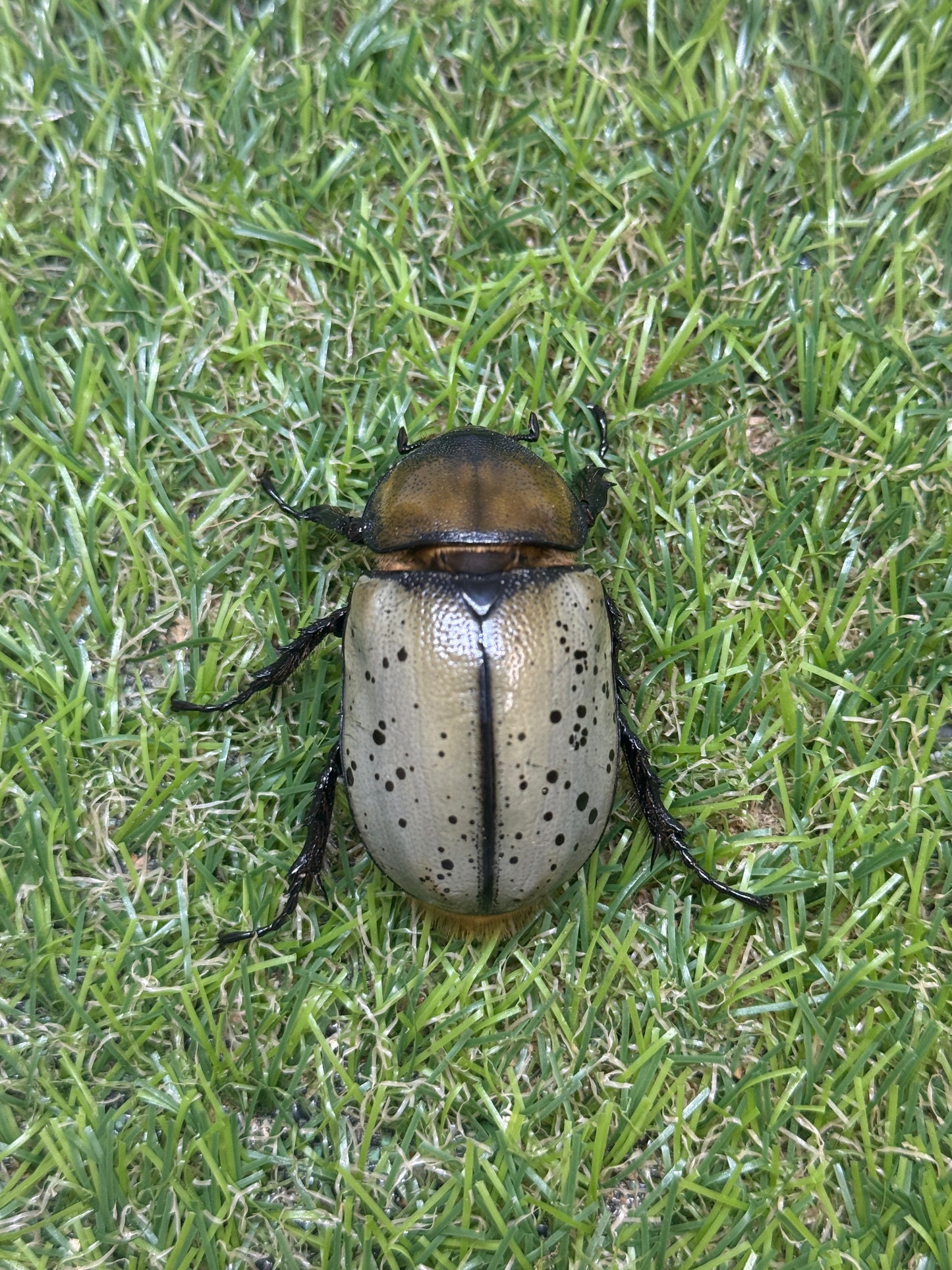 ティティウスシロカブト　♂65mm成虫ペア