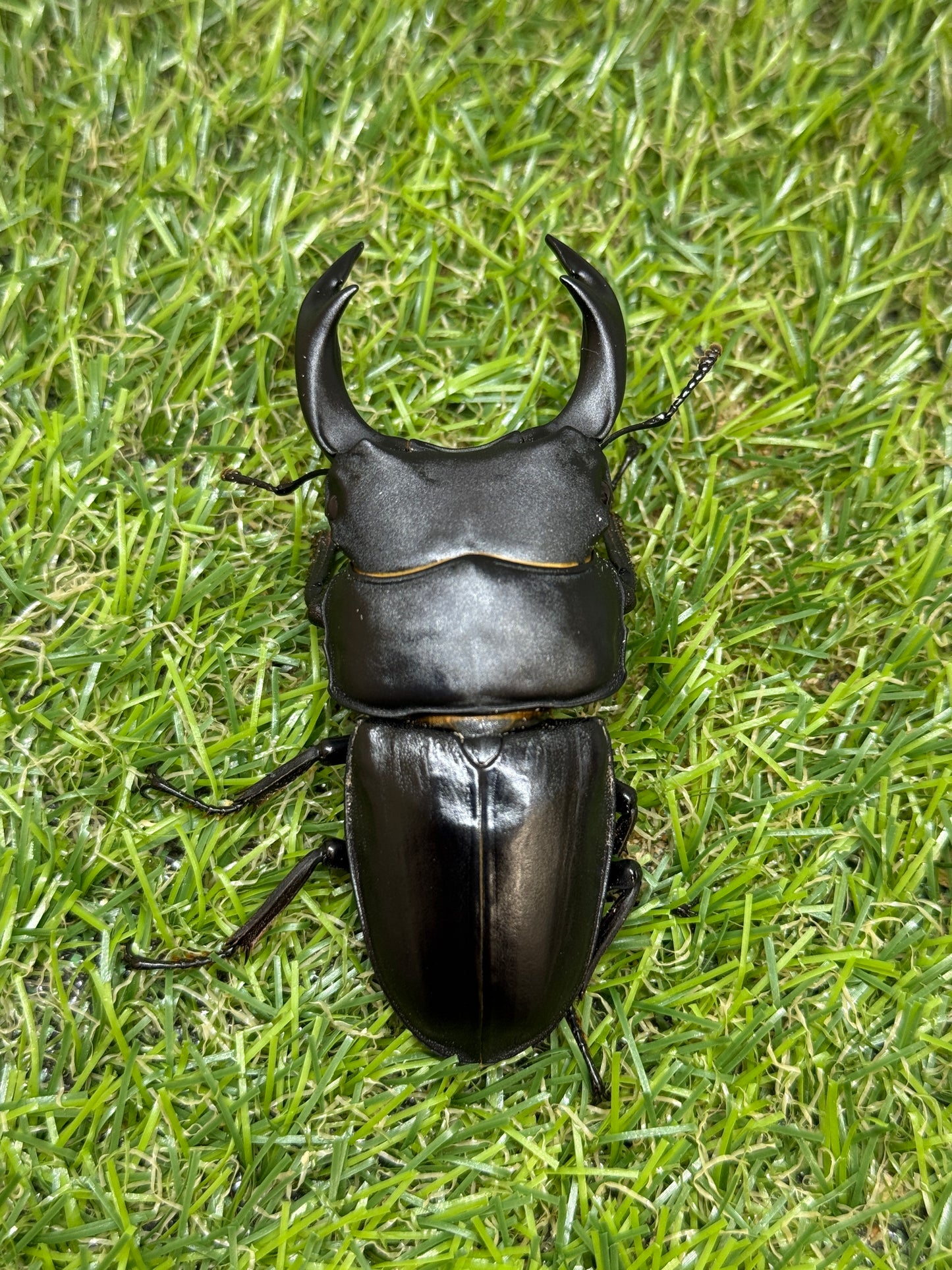 オオクワガタ　奈良輪川西　♂75.6mm成虫ペア