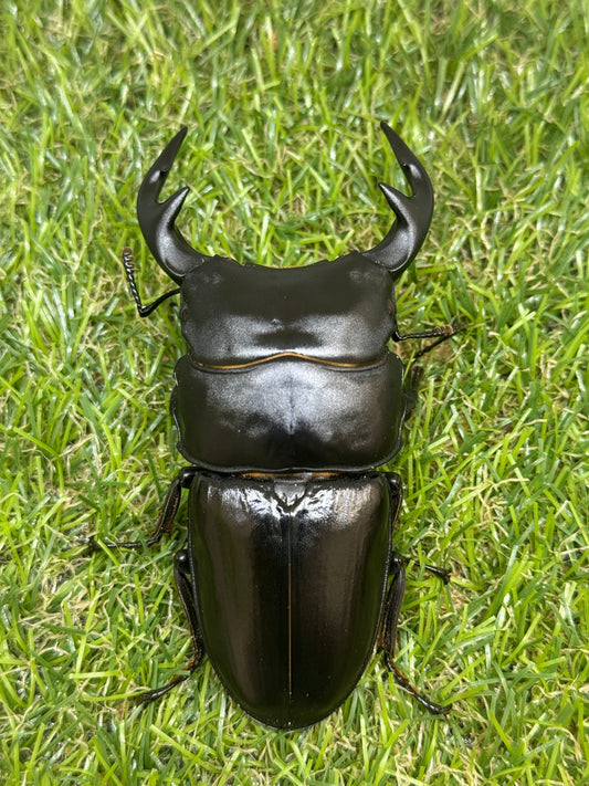グランディスオオクワガタ　♂90.6mm成虫ペア　超大型