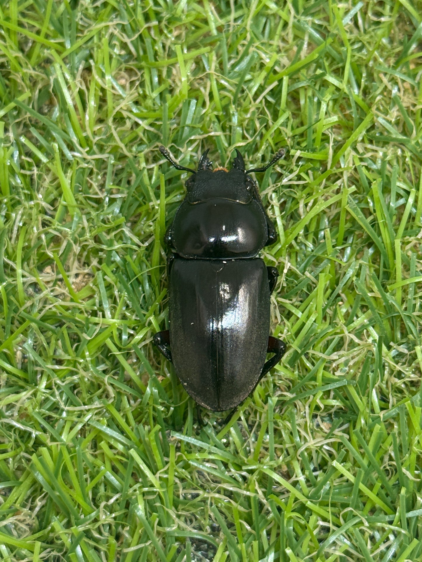 アカアシクワガタ　♂36mm成虫ペア