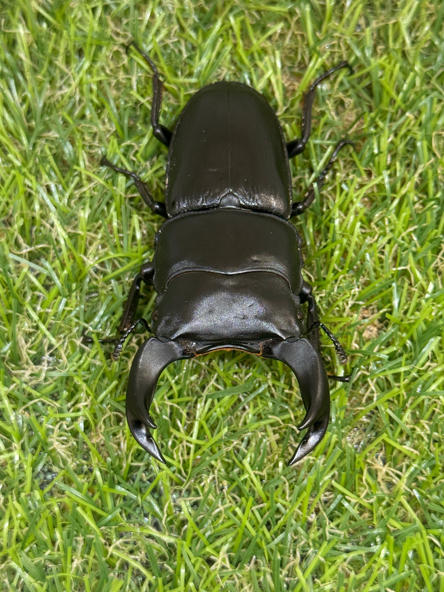 ホペイオオクワガタ　♂62mm成虫ペア