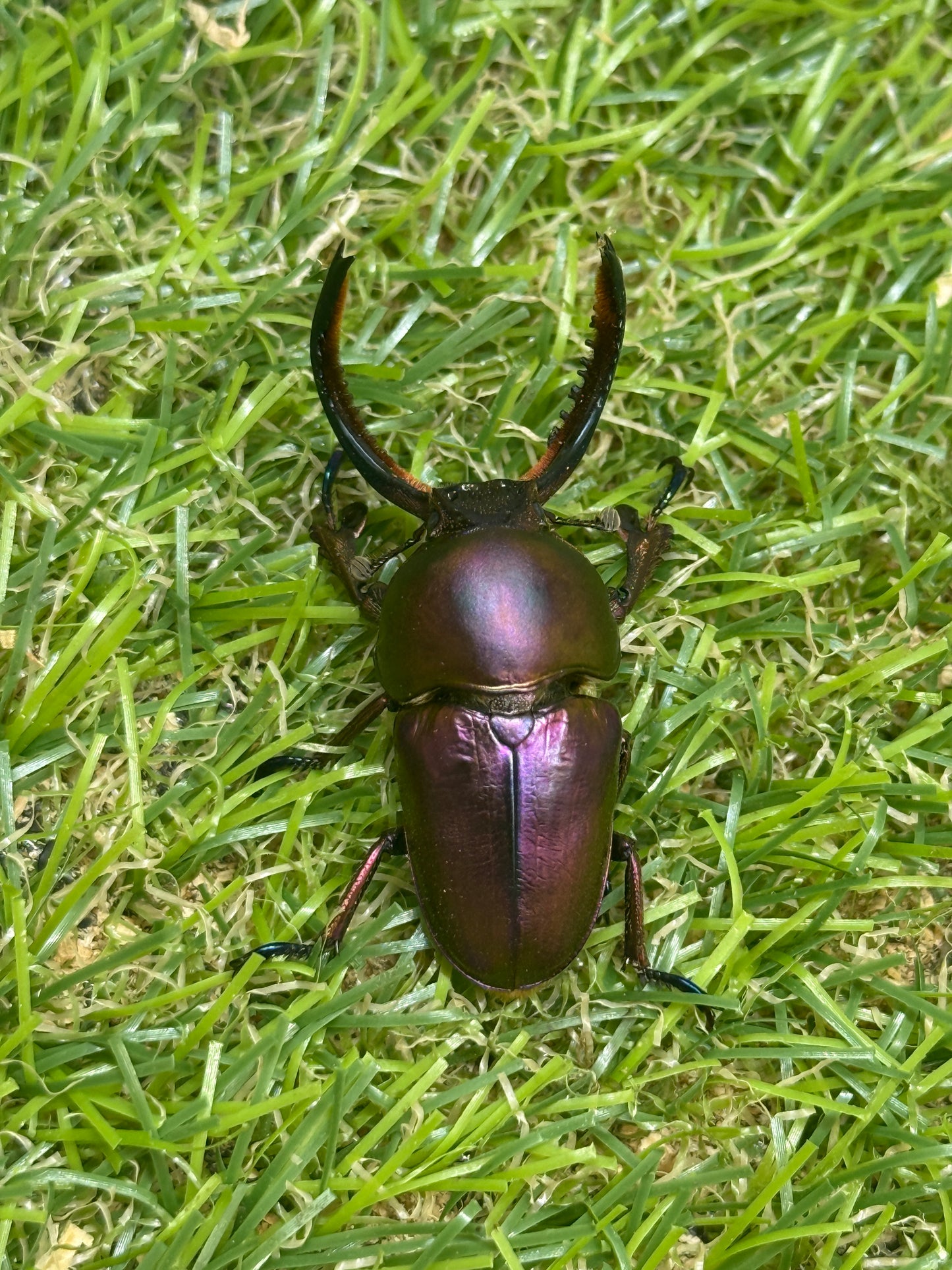 パプアキンイロクワガタ　♂39.5mm成虫ペア