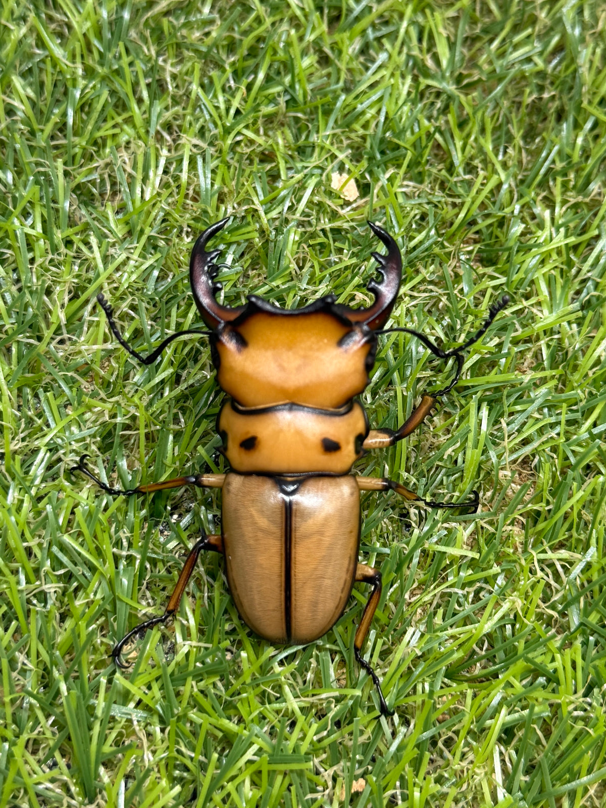 メンガタメリークワガタ　♂51mm成虫ペア