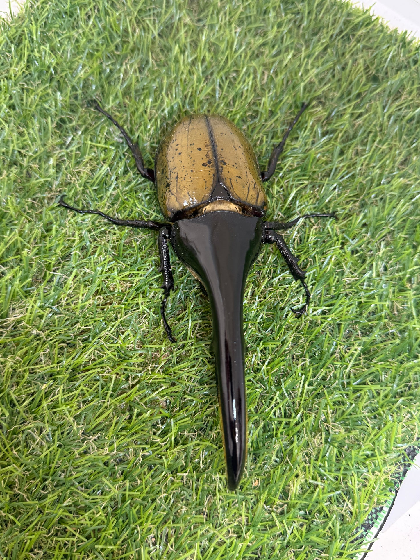 DH･ヘラクレス　♂138mm成虫ペア