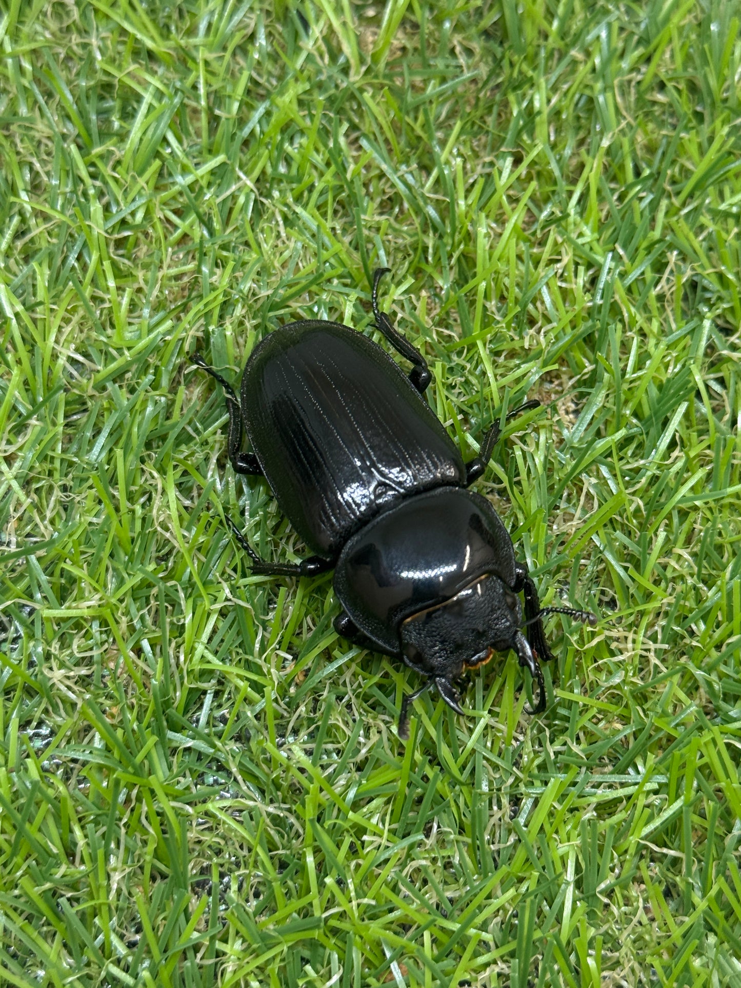 タイワンオクワガタ　♂67mm成虫ペア