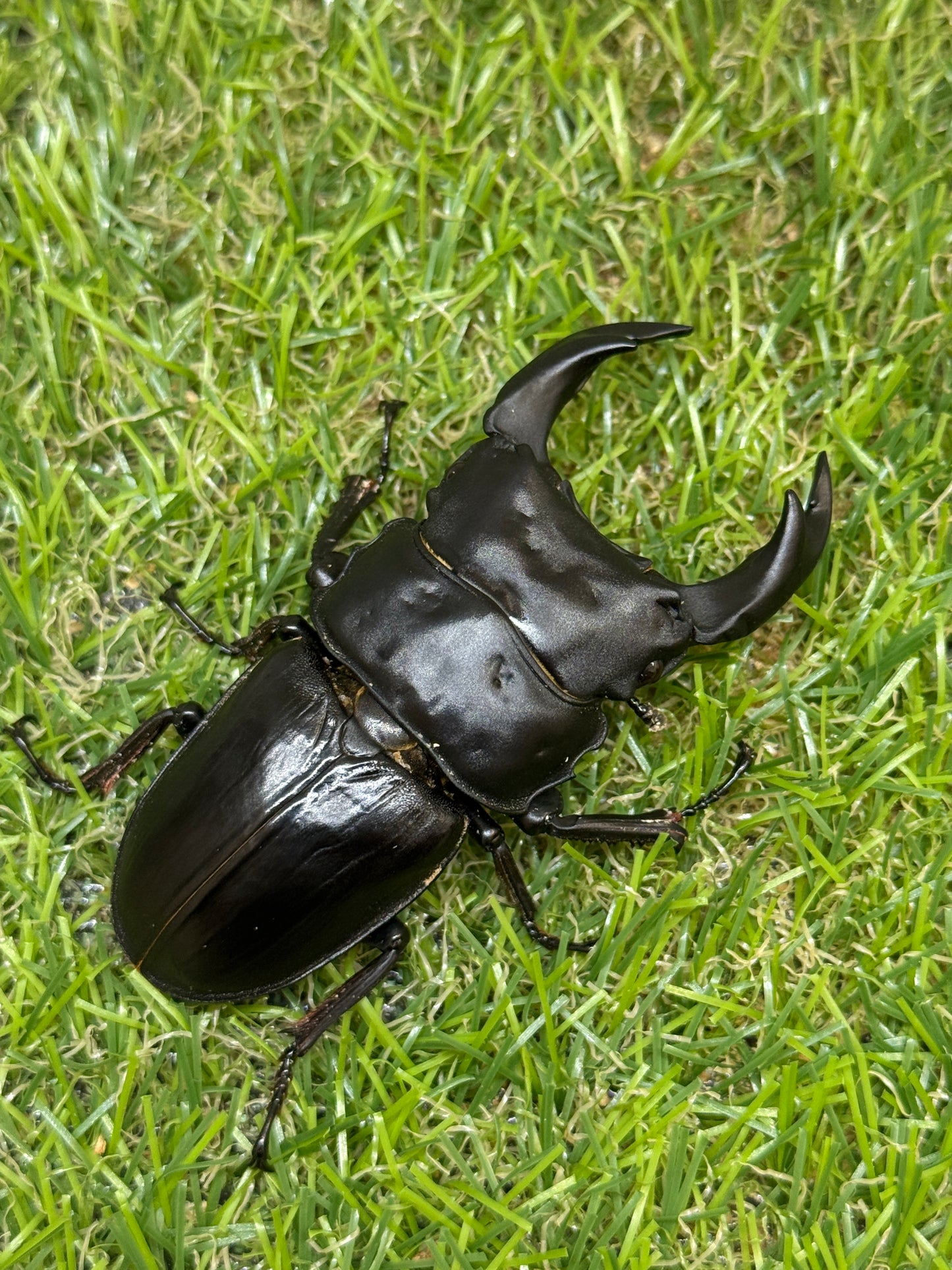 オオクワガタ　上阿古谷　♂73.3mm成虫ペア