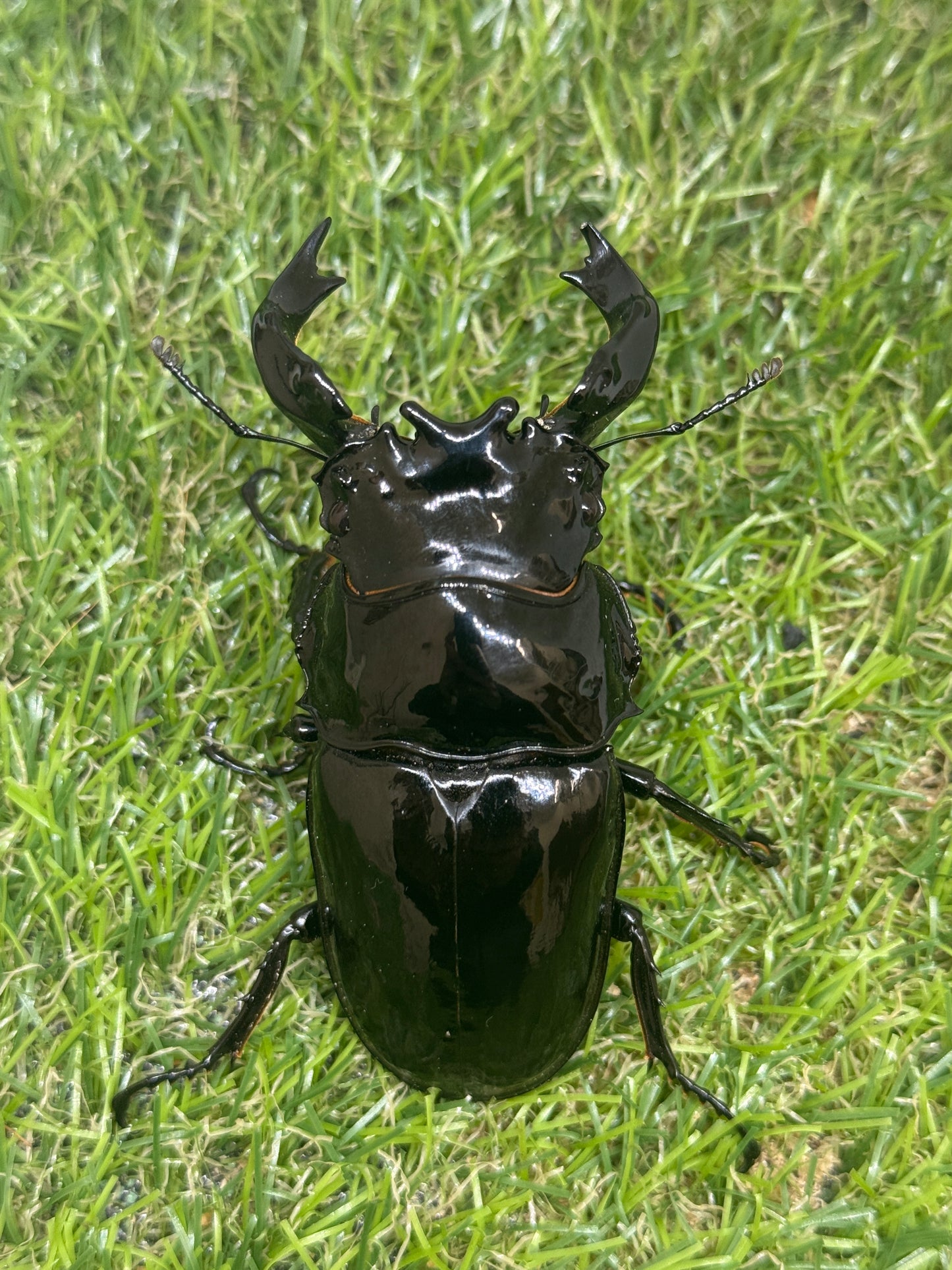 タランドゥスオオツヤクワガタ　♂84.3mm成虫ペア