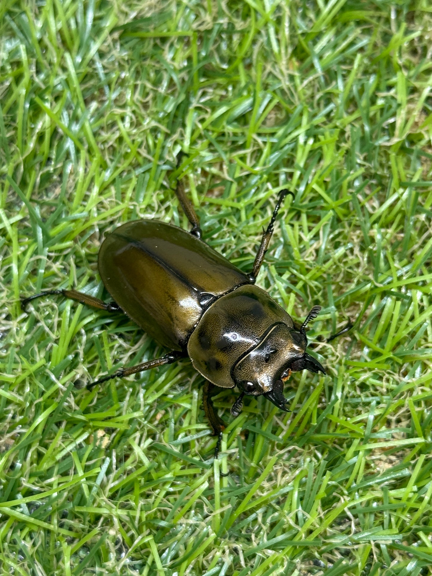 ババオウゴンオニクワガタ　♀39mm単品
