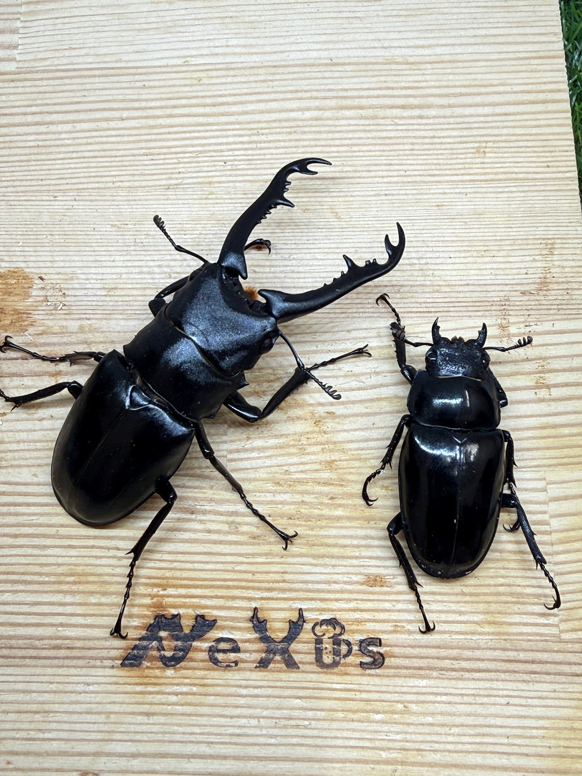 ギラファノコギリクワガタ　ニシカワイ　♂82mm成虫ペア