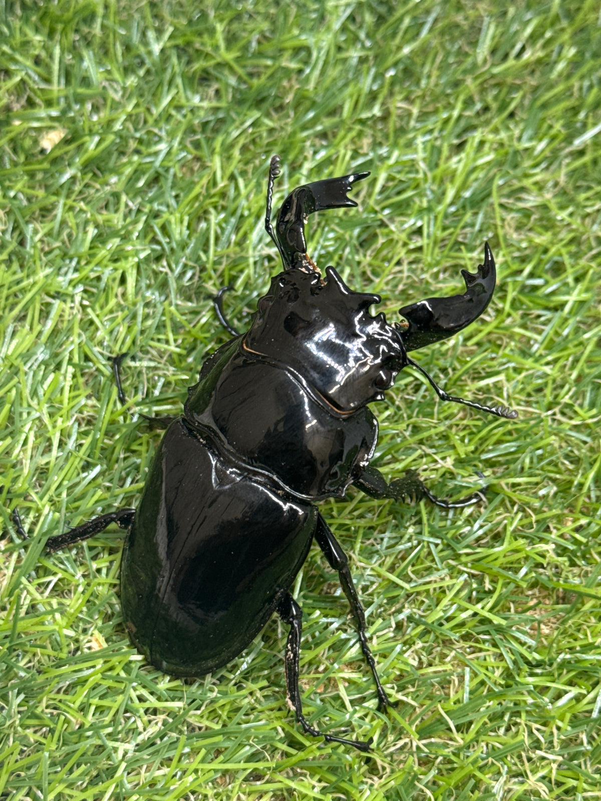タランドゥスオオツヤクワガタ　♂78.3mm成虫ペア