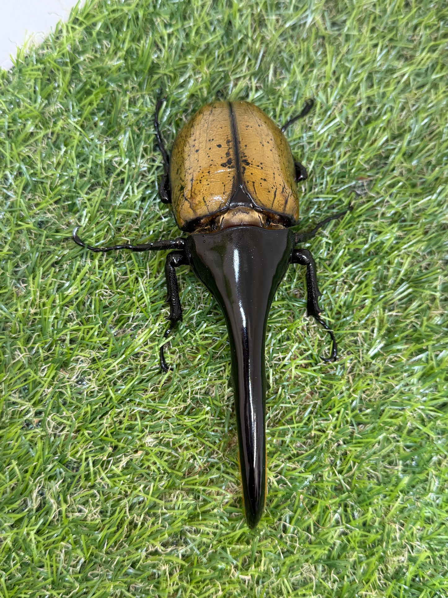DH･ヘラクレス　♂138mm成虫ペア