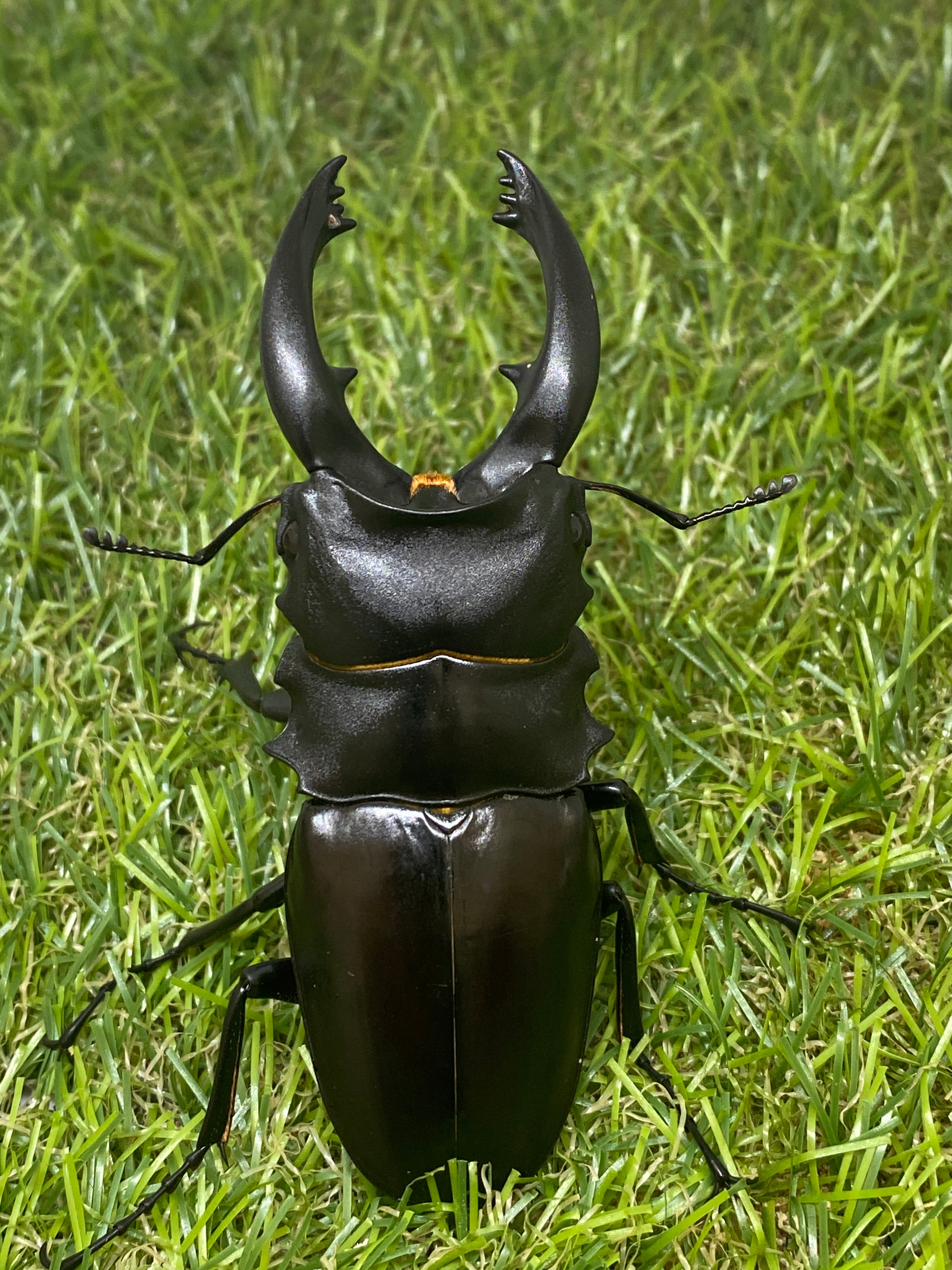 中国黒艶】チュウゴククロツヤシカクワガタ ♂59mm×♀32mm 限り