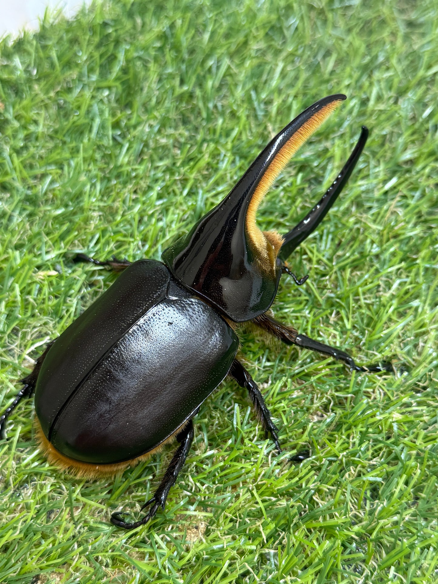 サタンオオカブト　♂100mm成虫ペア
