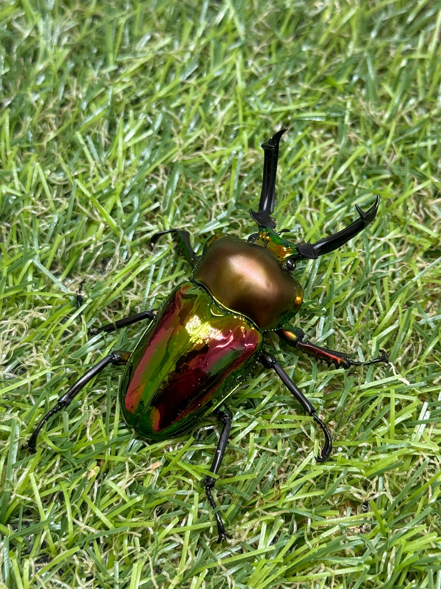ニジイロクワガタ(レッド系)　♂52.9mm成虫ペア