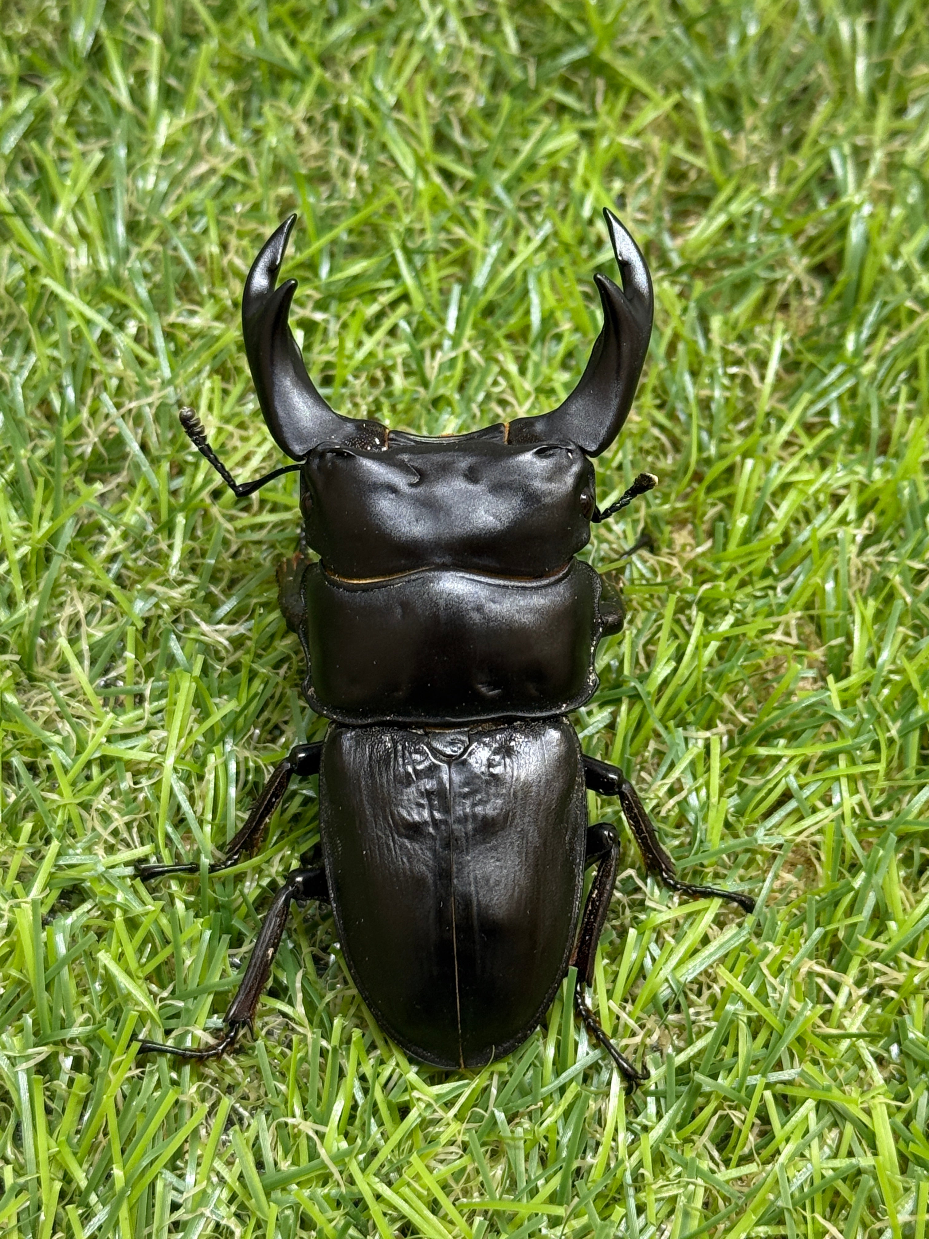 オオクワガタ 奈良輪川西 ♂66.7mm成虫ペア 2026年ブリード個体 – 昆虫